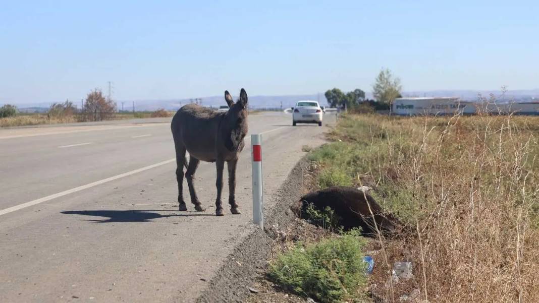 Hatay’da Annesinin Başından Ayrılmayan Sıpaya Sahip Çıkıldı! 1